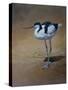 Avocet-Michael Jackson-Stretched Canvas