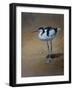 Avocet-Michael Jackson-Framed Giclee Print