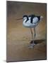 Avocet-Michael Jackson-Mounted Giclee Print