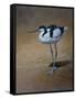 Avocet-Michael Jackson-Framed Stretched Canvas