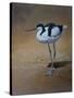 Avocet-Michael Jackson-Stretched Canvas