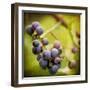 Awaiting Harvest-Jessica Rogers-Framed Giclee Print