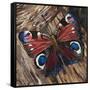 Awaken' Peacock Butterfly on Woodpile-Kirstie Adamson-Framed Stretched Canvas