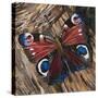 Awaken' Peacock Butterfly on Woodpile-Kirstie Adamson-Stretched Canvas