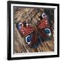 Awaken' Peacock Butterfly on Woodpile-Kirstie Adamson-Framed Giclee Print