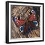 Awaken' Peacock Butterfly on Woodpile-Kirstie Adamson-Framed Giclee Print