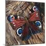 Awaken' Peacock Butterfly on Woodpile-Kirstie Adamson-Mounted Giclee Print