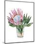 Awaken Protea II-Melissa Wang-Mounted Art Print