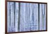 Awakening Forest-Jacob Berghoef-Framed Photographic Print