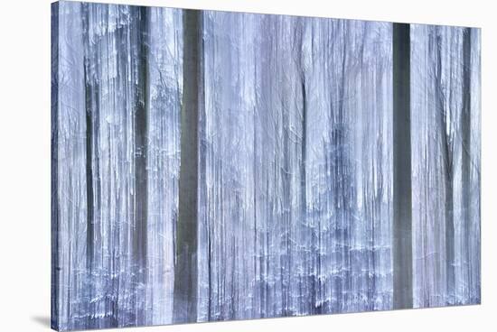 Awakening Forest-Jacob Berghoef-Stretched Canvas