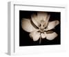 Awakening Magnolia-George Oze-Framed Photographic Print
