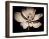 Awakening Magnolia-George Oze-Framed Photographic Print