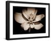 Awakening Magnolia-George Oze-Framed Photographic Print