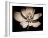 Awakening Magnolia-George Oze-Framed Photographic Print