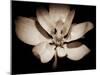 Awakening Magnolia-George Oze-Mounted Photographic Print