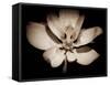 Awakening Magnolia-George Oze-Framed Stretched Canvas