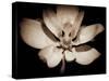 Awakening Magnolia-George Oze-Stretched Canvas