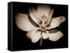 Awakening Magnolia-George Oze-Framed Stretched Canvas