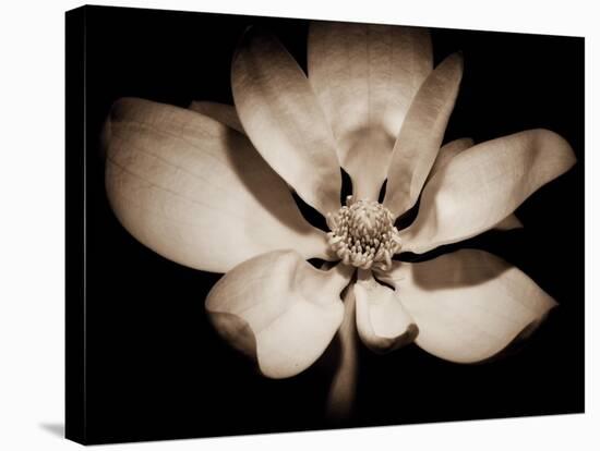 Awakening Magnolia-George Oze-Stretched Canvas