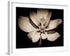 Awakening Magnolia-George Oze-Framed Photographic Print