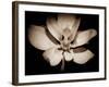 Awakening Magnolia-George Oze-Framed Photographic Print