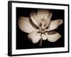 Awakening Magnolia-George Oze-Framed Photographic Print