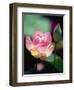Awakening Pink Lotus-George Oze-Framed Premium Photographic Print