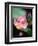 Awakening Pink Lotus-George Oze-Framed Premium Photographic Print