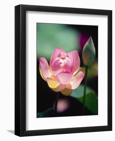 Awakening Pink Lotus-George Oze-Framed Premium Photographic Print