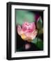 Awakening Pink Lotus-George Oze-Framed Premium Photographic Print