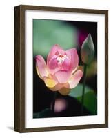 Awakening Pink Lotus-George Oze-Framed Photographic Print