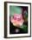 Awakening Pink Lotus-George Oze-Framed Photographic Print