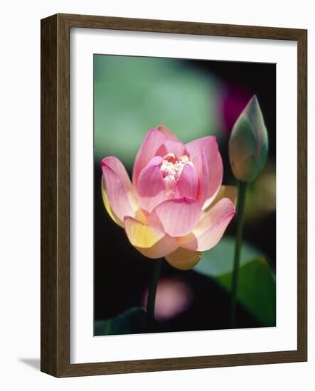 Awakening Pink Lotus-George Oze-Framed Photographic Print