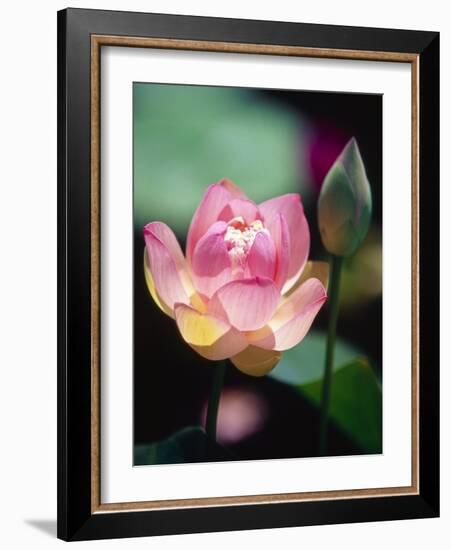 Awakening Pink Lotus-George Oze-Framed Photographic Print