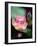 Awakening Pink Lotus-George Oze-Framed Photographic Print