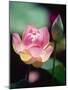 Awakening Pink Lotus-George Oze-Mounted Photographic Print