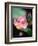 Awakening Pink Lotus-George Oze-Framed Photographic Print