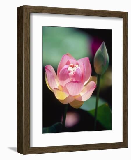 Awakening Pink Lotus-George Oze-Framed Photographic Print