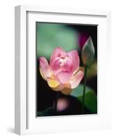 Awakening Pink Lotus-George Oze-Framed Photographic Print