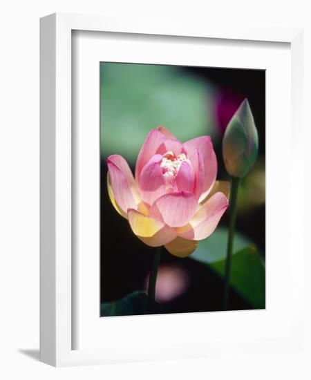 Awakening Pink Lotus-George Oze-Framed Photographic Print