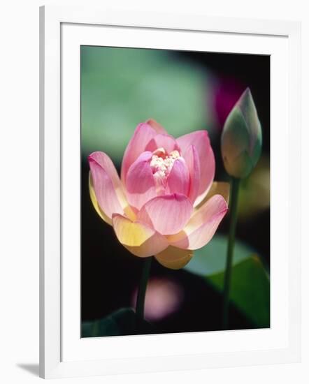 Awakening Pink Lotus-George Oze-Framed Photographic Print