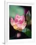 Awakening Pink Lotus-George Oze-Framed Photographic Print