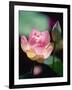 Awakening Pink Lotus-George Oze-Framed Photographic Print