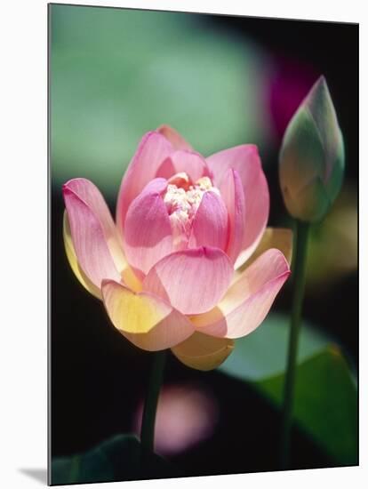 Awakening Pink Lotus-George Oze-Mounted Photographic Print