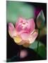 Awakening Pink Lotus-George Oze-Mounted Photographic Print