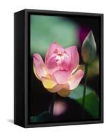 Awakening Pink Lotus-George Oze-Framed Stretched Canvas