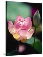 Awakening Pink Lotus-George Oze-Stretched Canvas