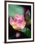 Awakening Pink Lotus-George Oze-Framed Photographic Print