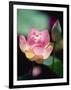 Awakening Pink Lotus-George Oze-Framed Photographic Print