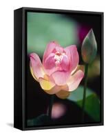 Awakening Pink Lotus-George Oze-Framed Stretched Canvas